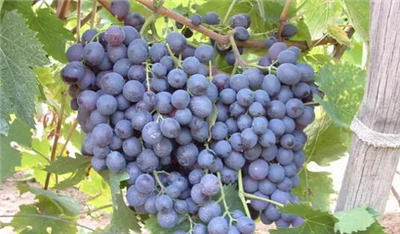 麝香葡萄在各个产区的表现是怎样的