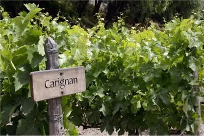 高产的葡萄品种——佳利酿|carignan(下)