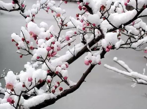 朱卫东:雪似梅花,梅花似雪