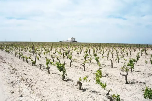 赫雷斯缓坡上的葡萄园,可以看到白色的 albariza 土壤