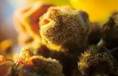 苏玳地区的贵腐菌大概是个处女座