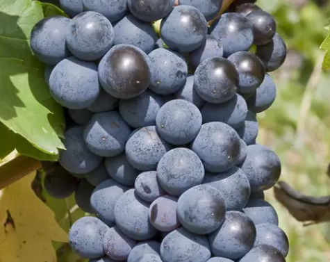 佳丽酿(carignan)