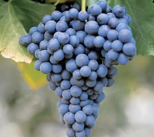 带你深挖神秘的意大利葡萄品种(四)