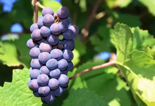 你知道吗？来源于这些产区的6个最流行的葡萄品种才是最棒的！