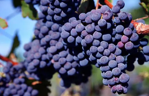 ҳ ֪ʶ Ʒ     ʷ(merlot)һ4