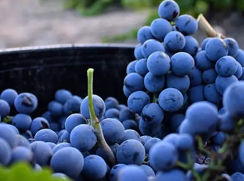 ҳ ֪ʶ Ʒ     躣(grenache)ڰĴǵķչ