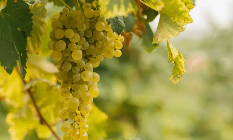 意大利十大经典葡萄品种,你喝过几种了?