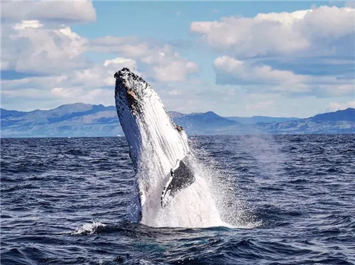 在座头鲸迁徙季时, 就有很多机会可以看到跃起的鲸鱼