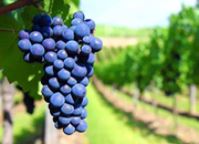 品丽珠：白马酒庄最偏爱的葡萄品种_葡萄酒商务网