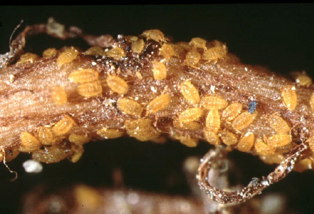 葡萄根瘤蚜虫图片图片