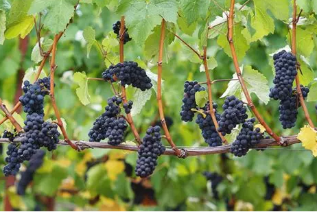 勃艮第产区葡萄品种图片