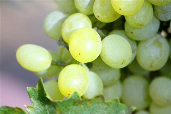 霞多丽(chardonnay)